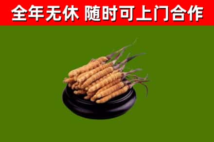莒南县回收冬虫夏草