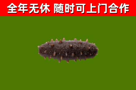莒南县回收海参干